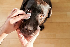 4 Types of Eye Infection in Dogs (With Home Remedies) Picture
