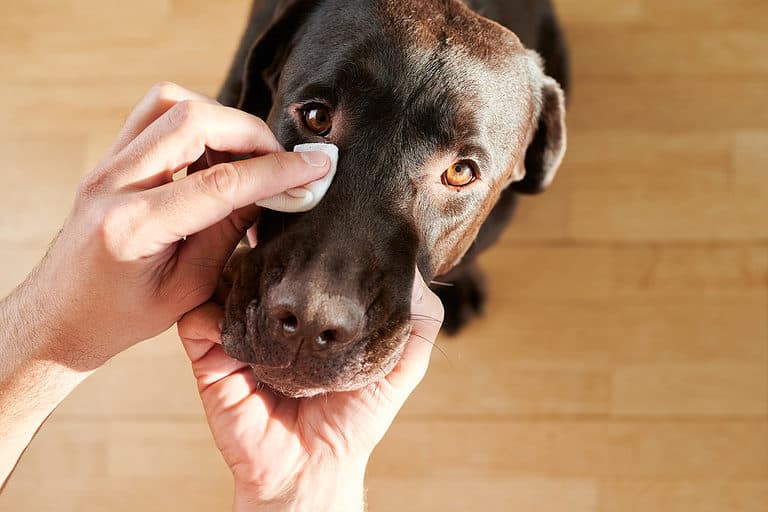 cleaning dog