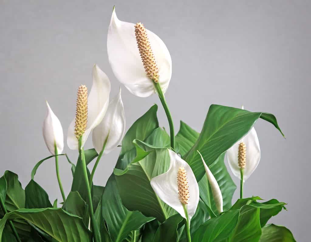 Beautiful white flowers and green leaves of tropical peace lily flower spathiphyllum on a light background.