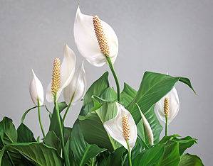 Peace Lily Blooms: Do Peace Lilies Flower? Picture