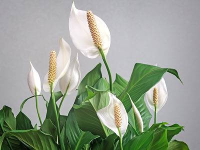 A Peace Lily: Meaning, Symbolism, and Proper Occasions