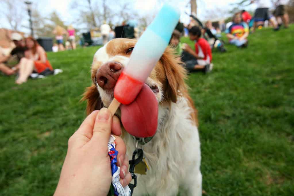 Dog licking popsicle