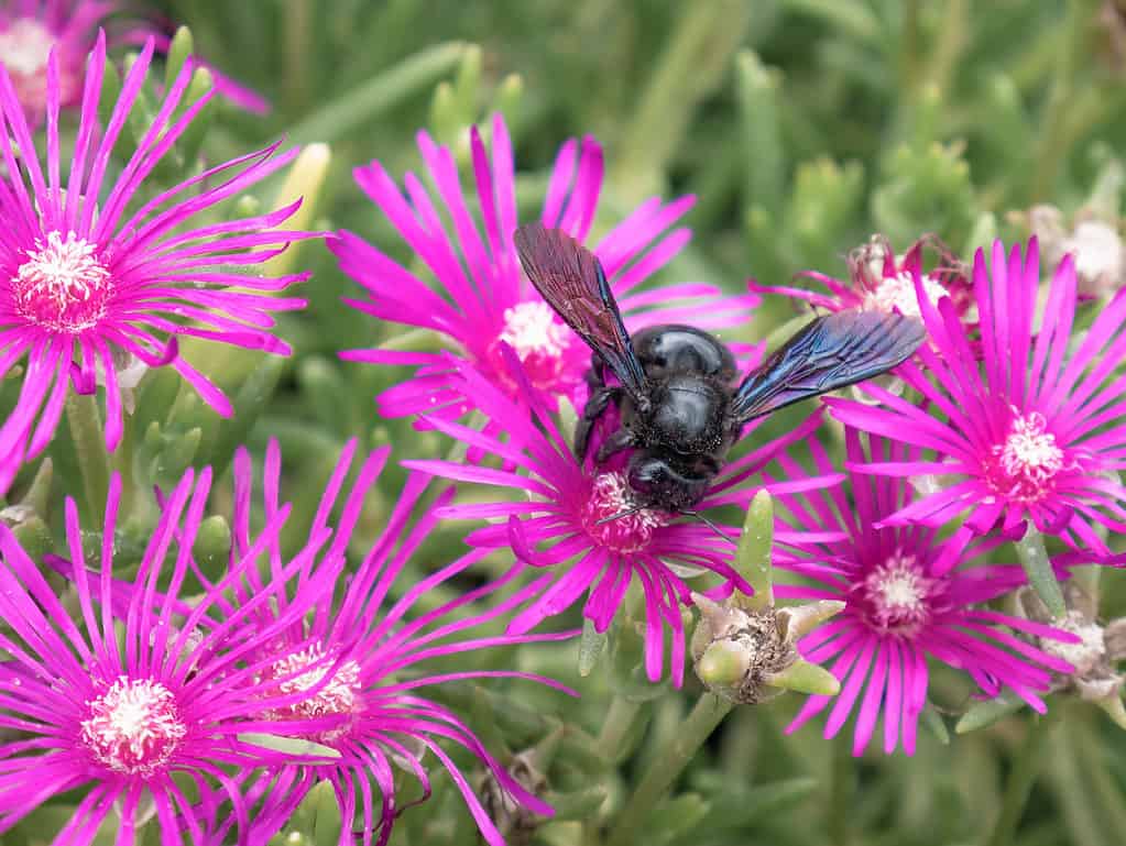 Ice plant blooms draw pollinators, such as this great carpenter bee.