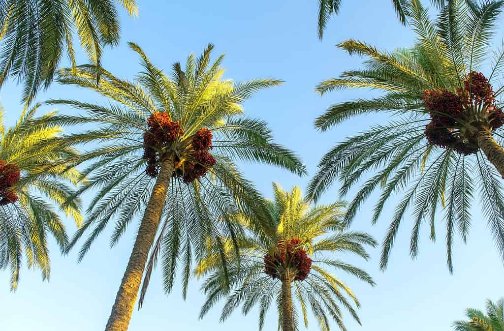 Date palm (Phoenix dactylifera) trees