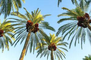Date Palm vs. Coconut Palm Picture