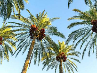 A Date Palm vs. Coconut Palm
