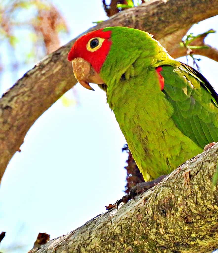 red-masked conure