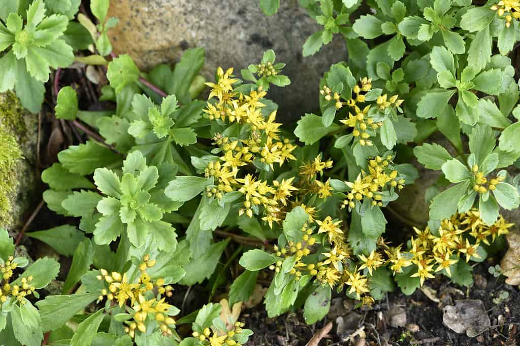 Most sedum species are easy to grow in nutrient-poor soil.