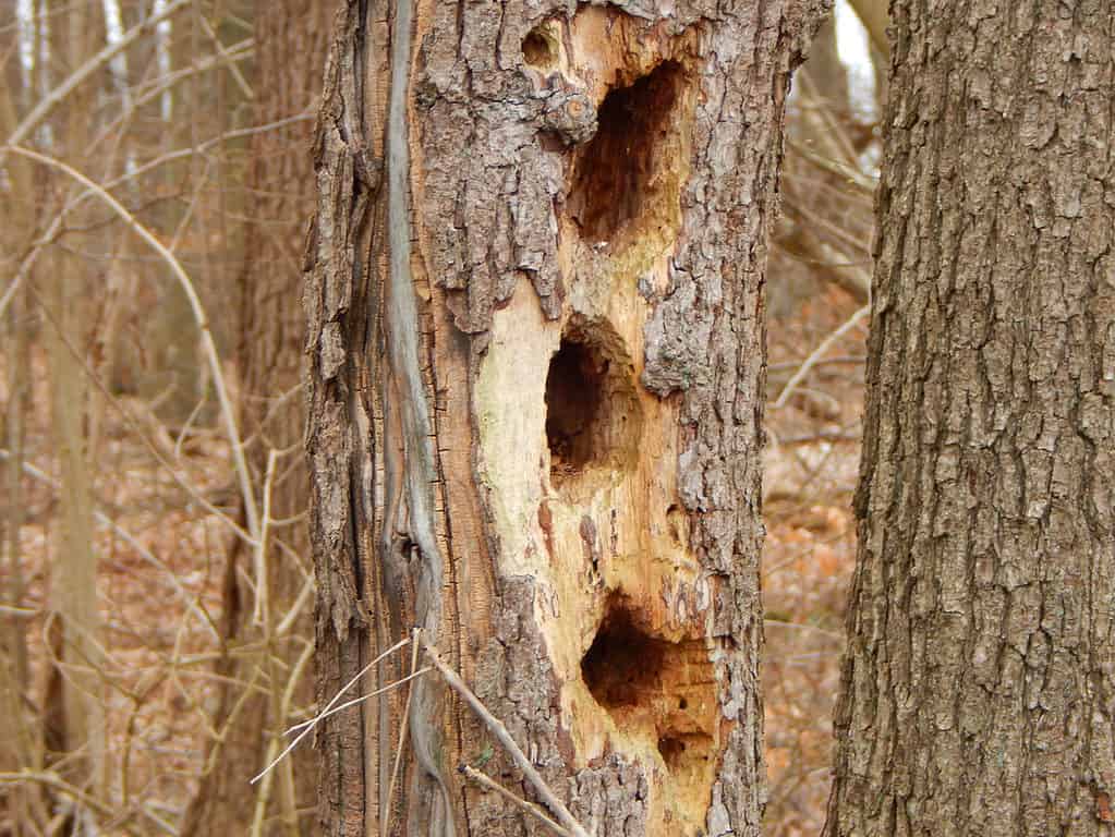 woodpecker hole