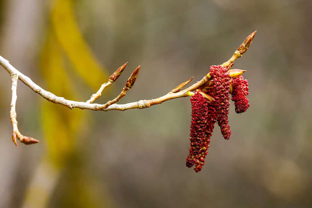 Red Alder tree seeds in the spring