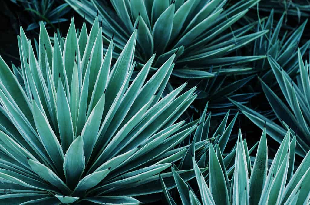 Agave plants, palms and succulents in the tropical garden. Abstract pattern of plants.