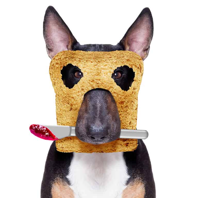 Dog with toast and jam/jelly