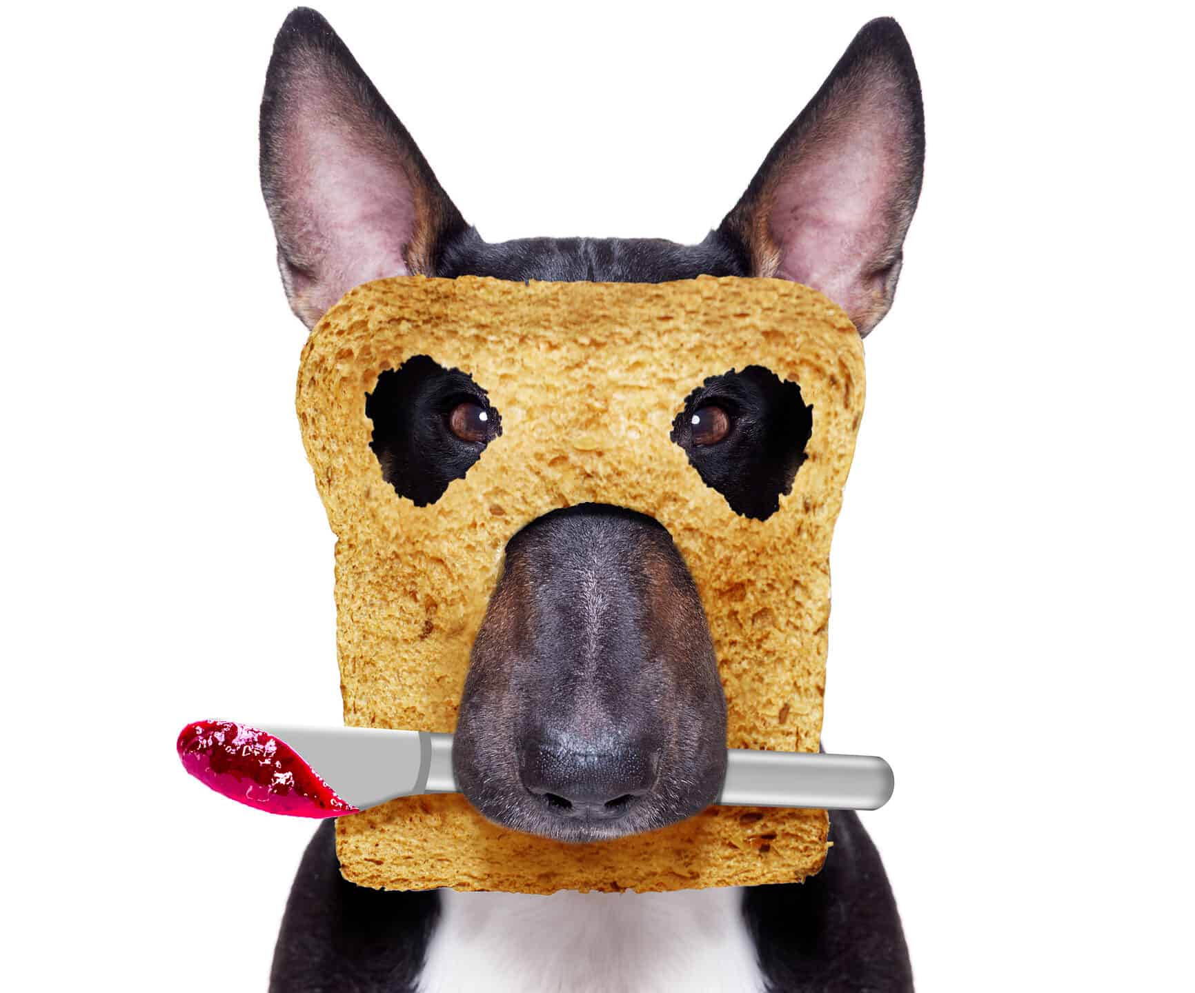 Dog with toast and jam/jelly