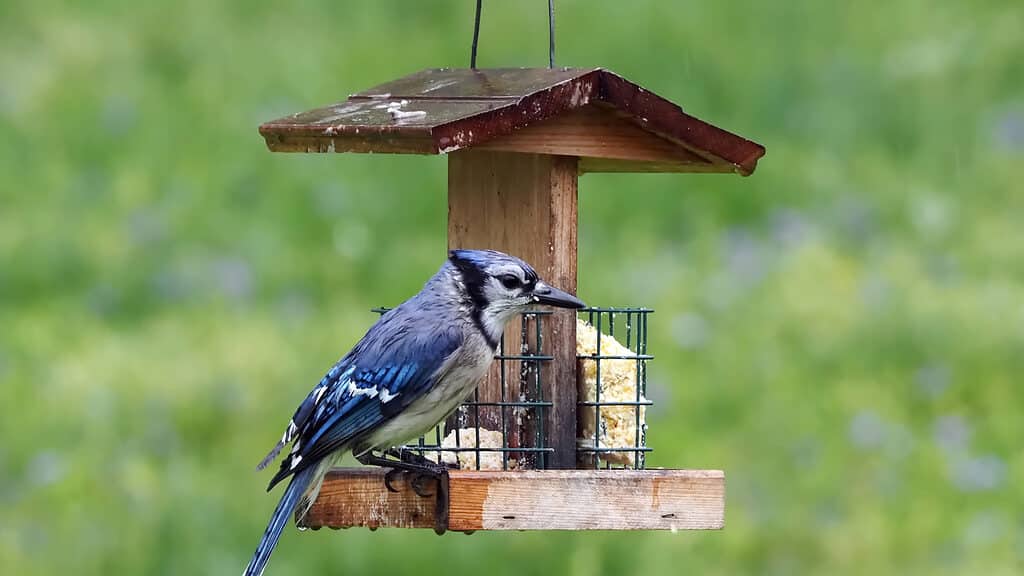 bluebird on feeder