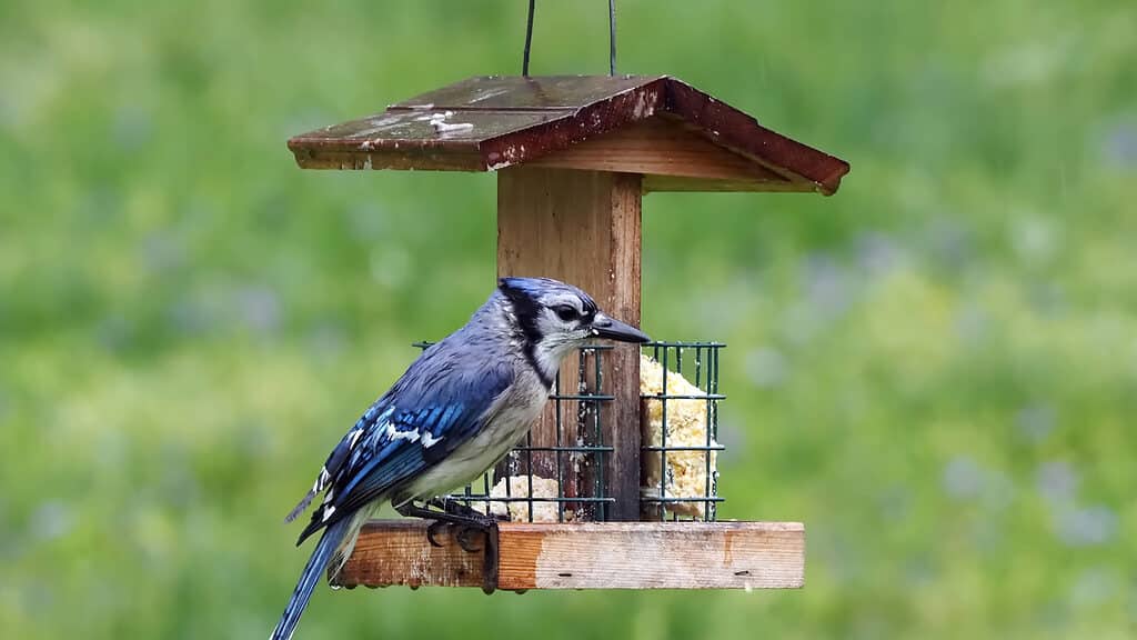 blue jay at feeder