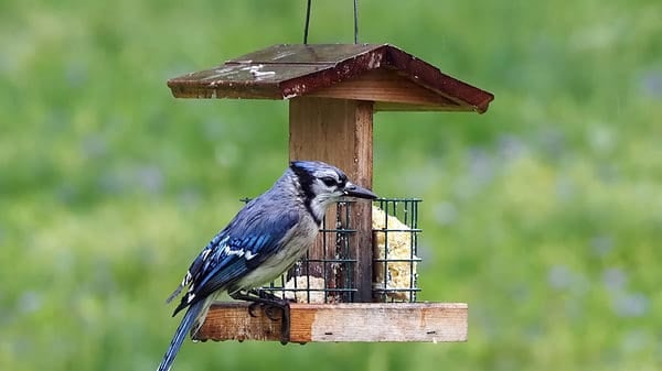 Discover All 4 Types of Blue Jay Birds (With Pictures) - A-Z Animals