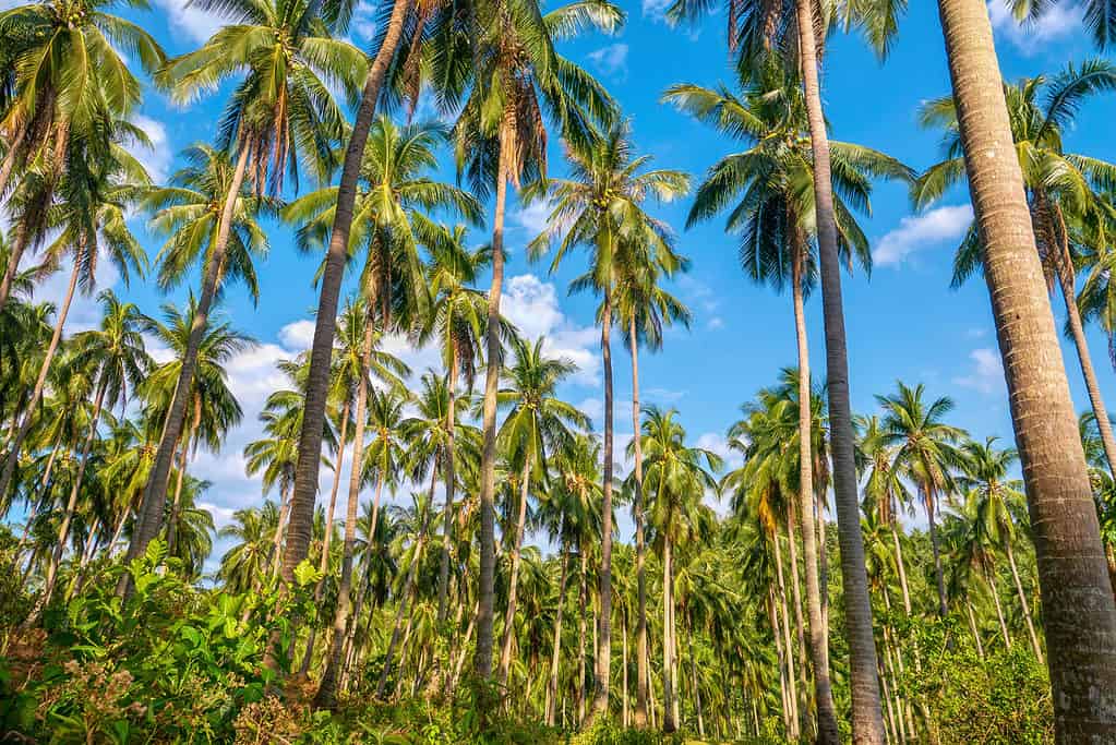 Coconut trees (coconut palms) with smooth trunks