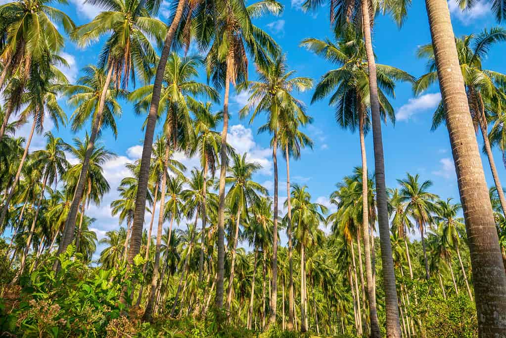 Coconut palm  Tree, Scientific Name, Uses, Cultivation, & Facts