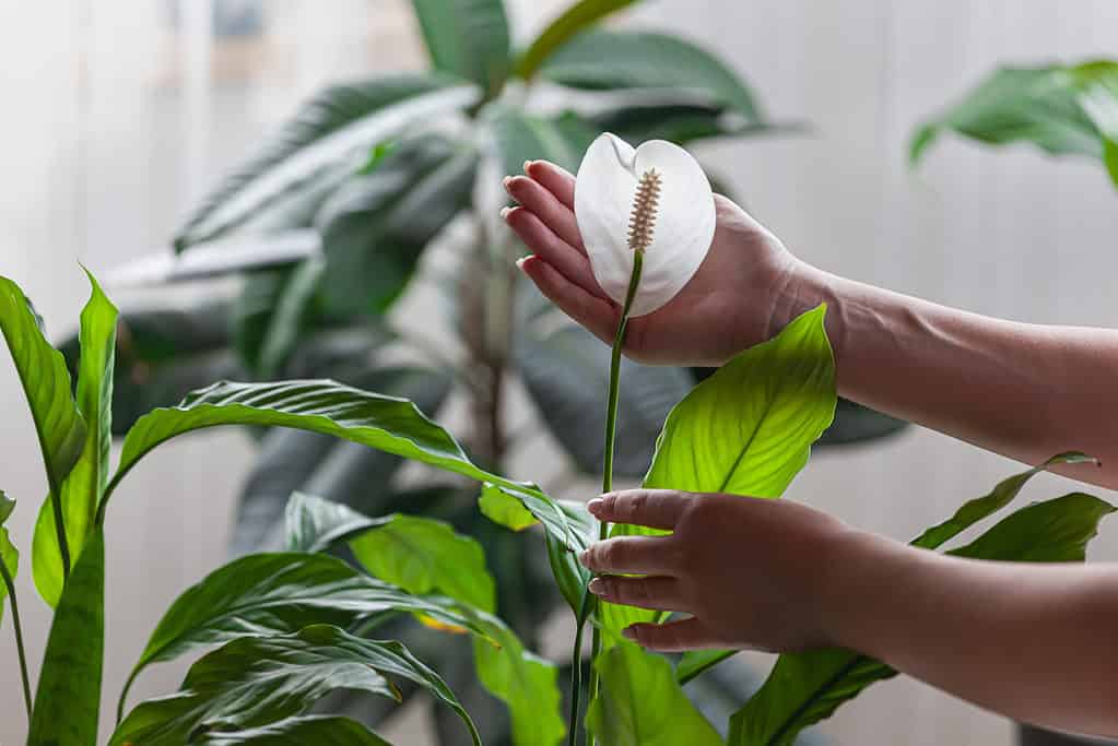 A Spathiphyllum Wallisii or peace lily plant being delicately touched by hands