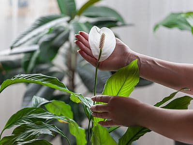 A Spathiphyllum Wallisii: Discover The Peace Lily Houseplant