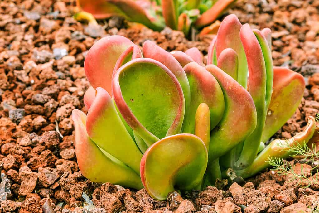 Types Of Small Succulents