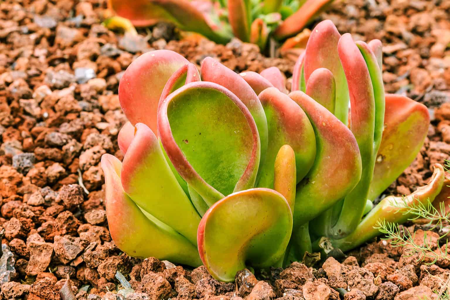 how-to-propagate-succulents-a-z-animals