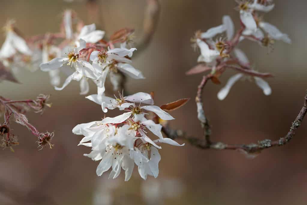 downy serviceberry