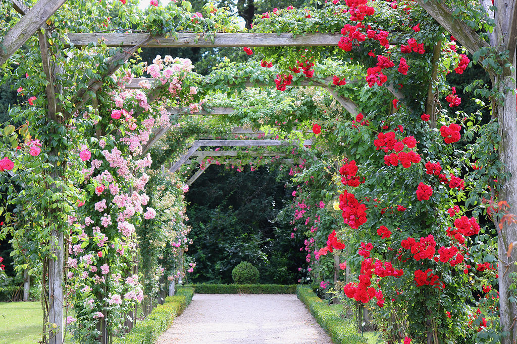 Pink and red climbing rose varieties covering a walkway of trellises