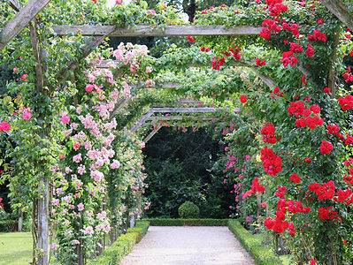A 5 Types Of Climbing Roses and Their Care Needs