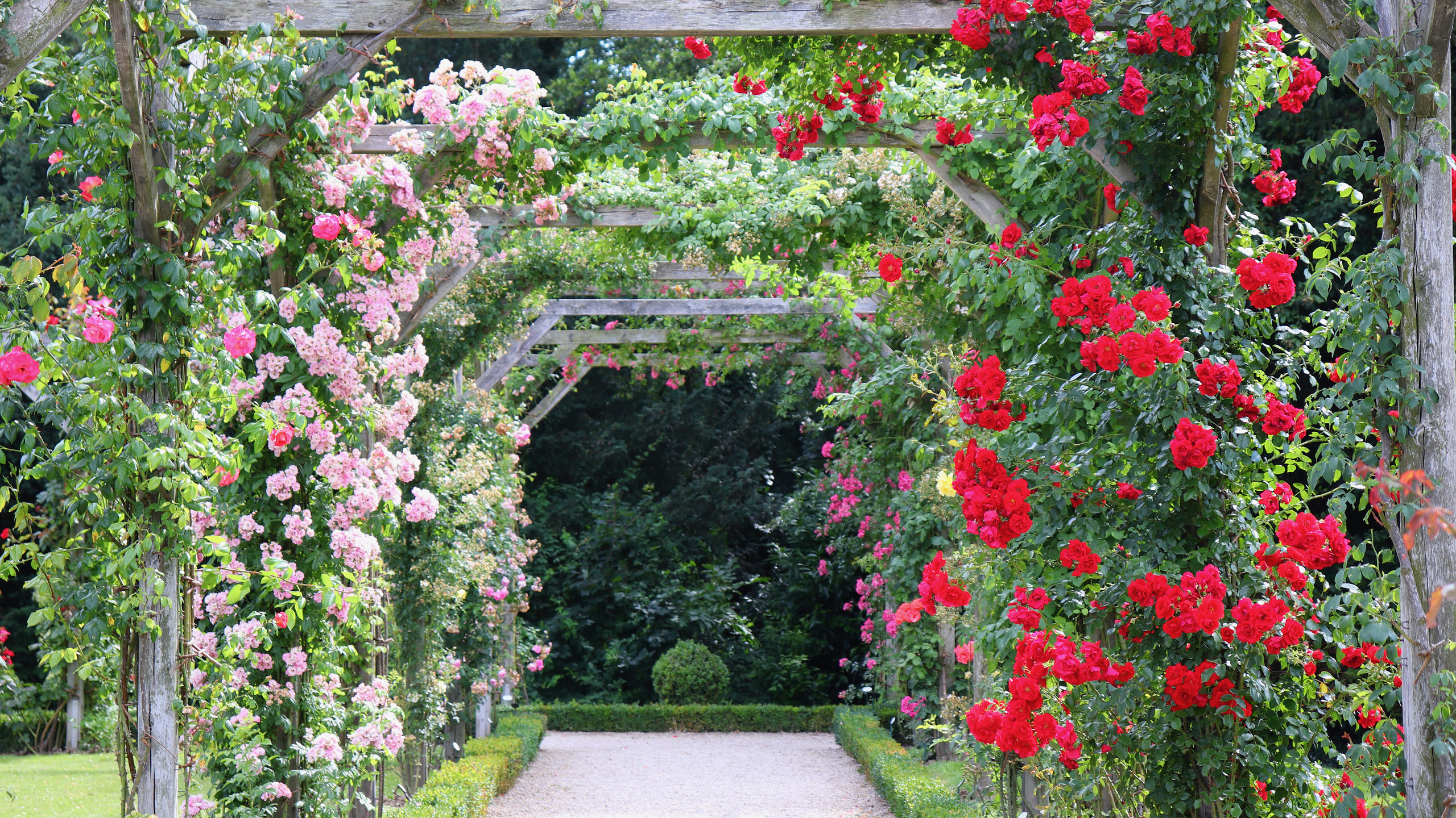 Pink and red climbing rose varieties covering a walkway of trellises