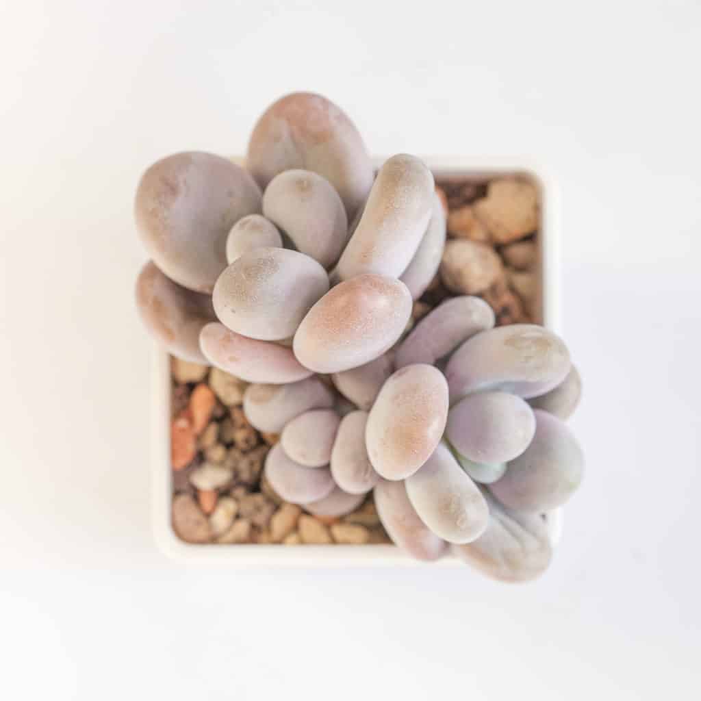 Top view of the moonstone succulent's unique egg-shaped leaves.