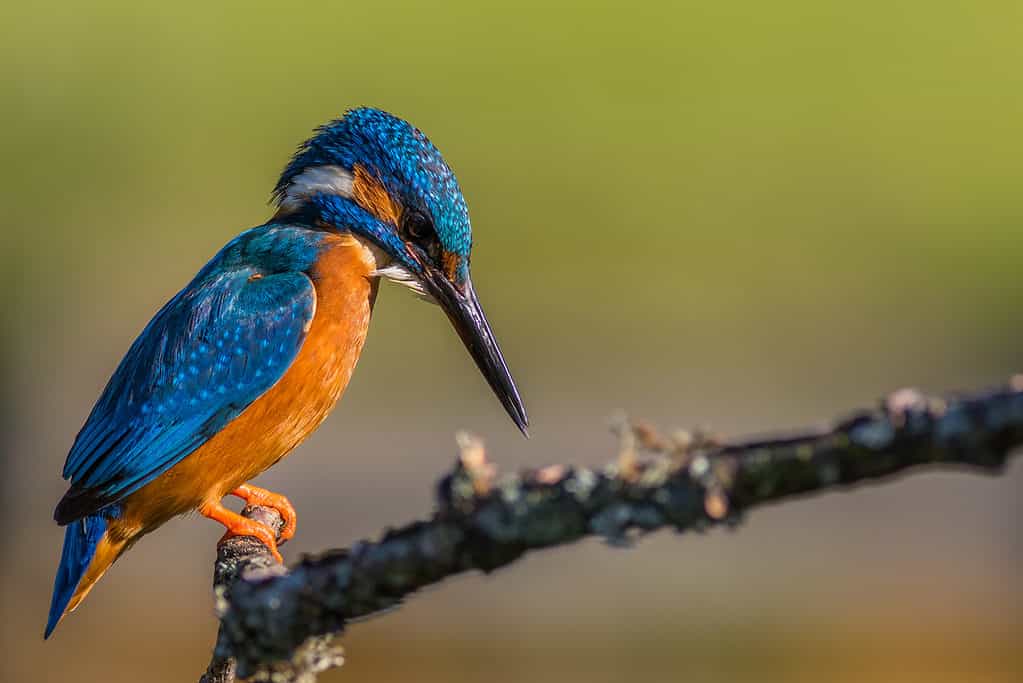 azure kingfisher