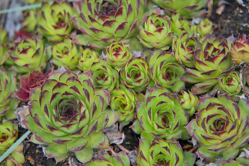 Sempervivum succulents.