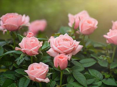 A 13 Types Of Pretty Pink Roses