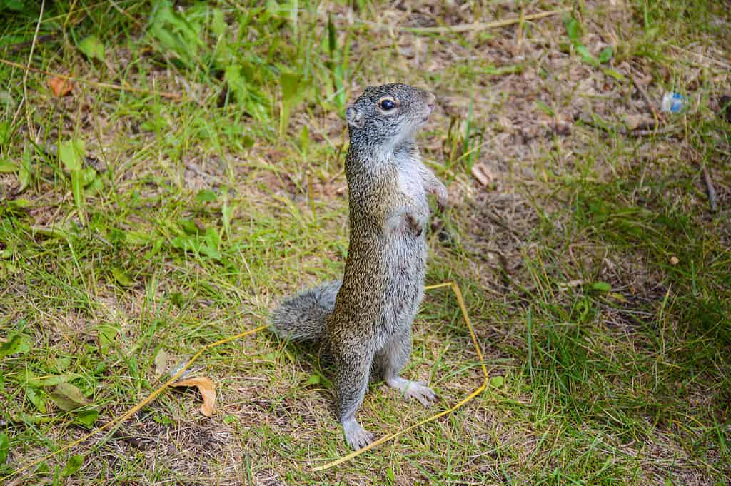 Discover 4 Endangered Animals That Call Illinois Home - A-Z Animals