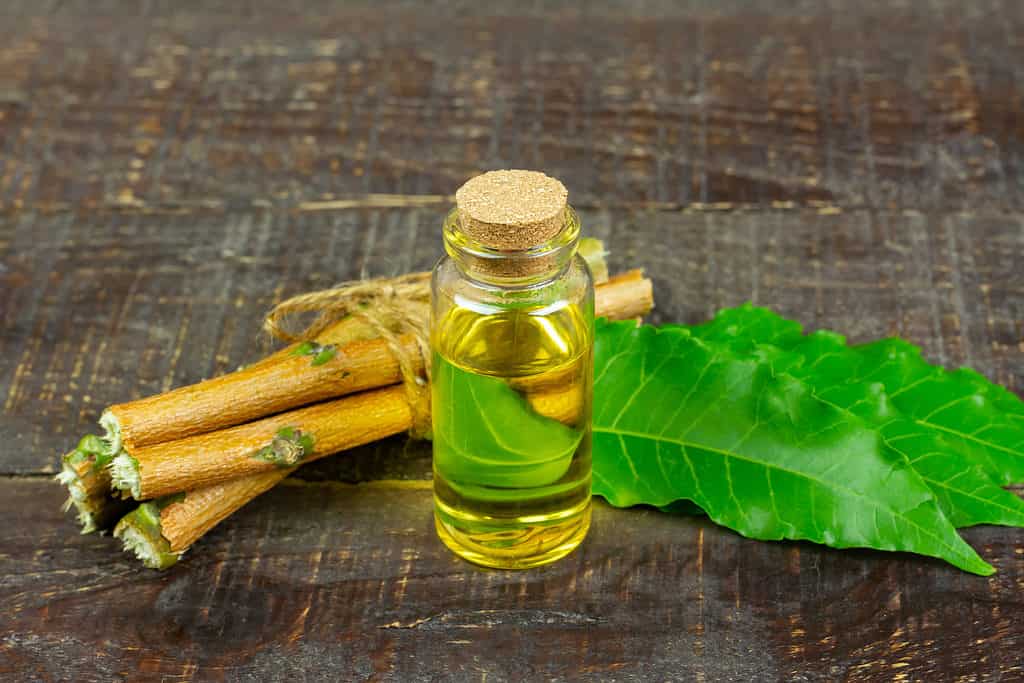 Neem oil is quite effective in ridding succulents of pests.