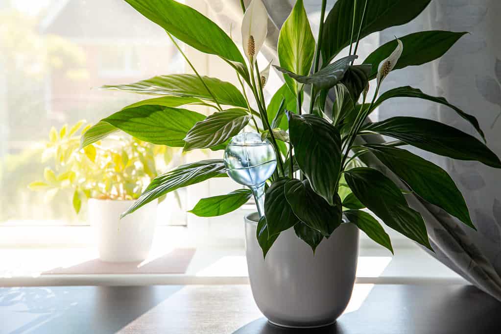 A peace lily potted plant growing indoors with a self-watering globe device in its soil
