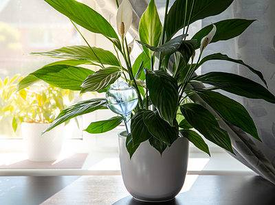 A 14 Peace Lily Benefits And Other Facts