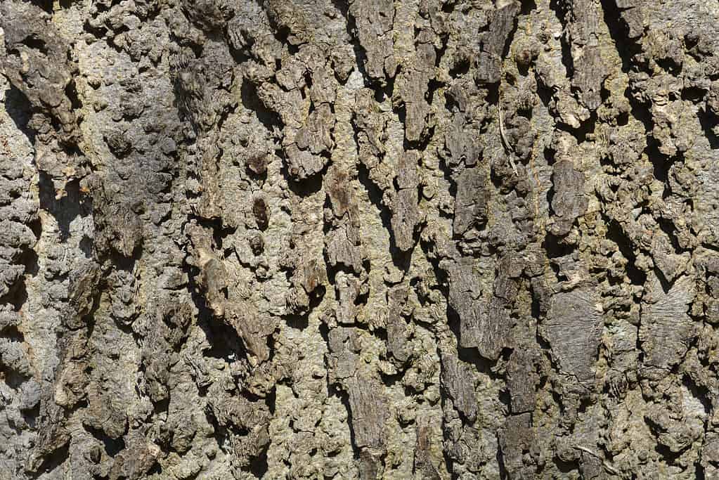 Common hackberry (Celtis occidentalis) bark close-up
