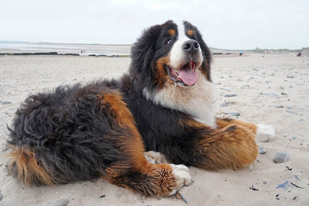 Senior Bernese mountain dog