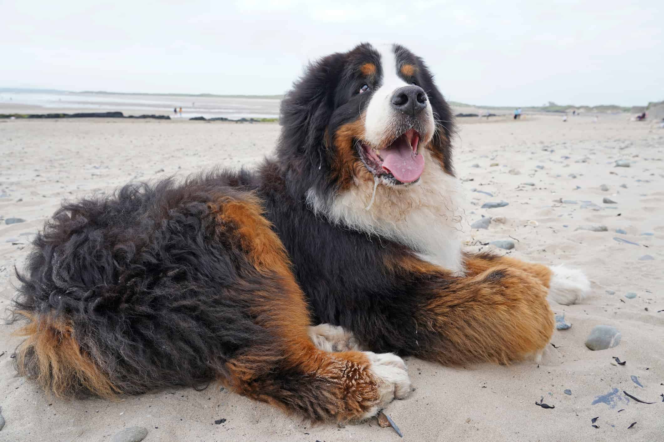 why don't bernese mountain dogs live long