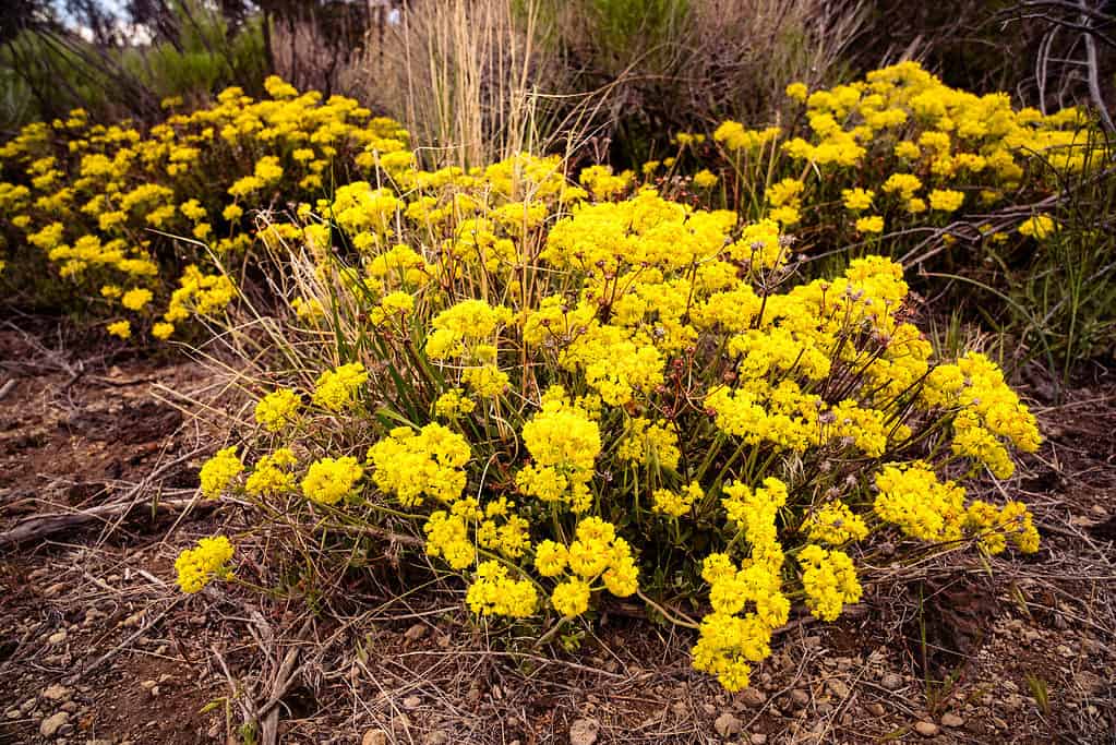 Sulfur buckwheat (Eriogonum umbellatum) flowers