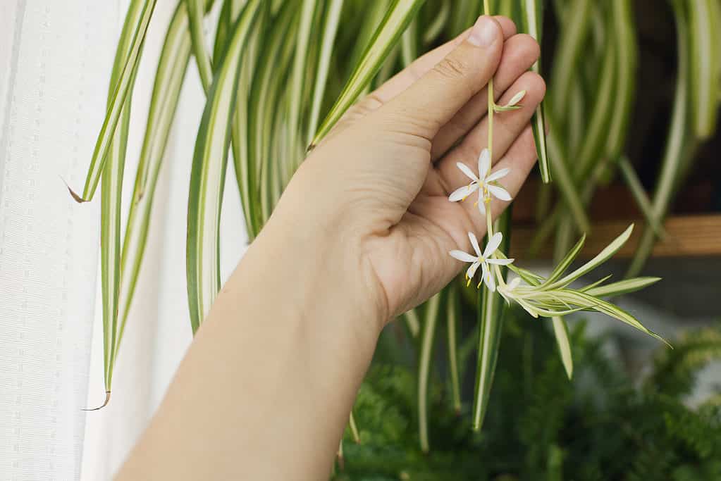 A person touching a small white flower dangling off of a spider plant