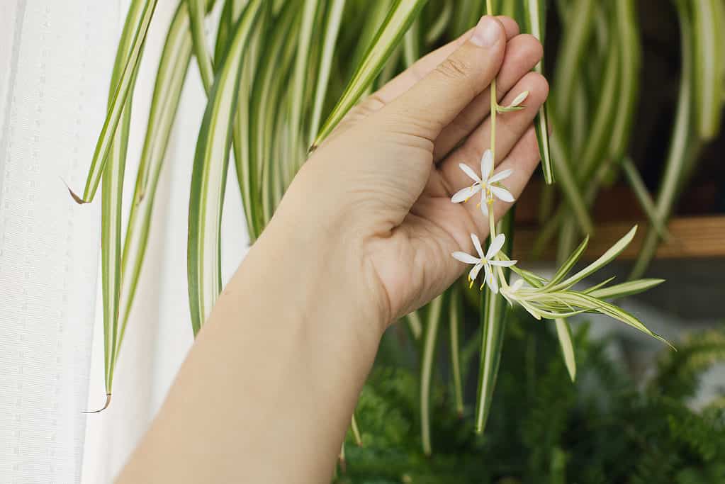 How to Grow Spider Plants