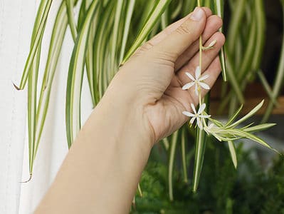 A Do Spider Plants Produce Flowers?