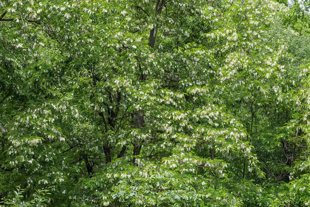 Black locust (Robinia pseudoacacia) trees blooming white flowers