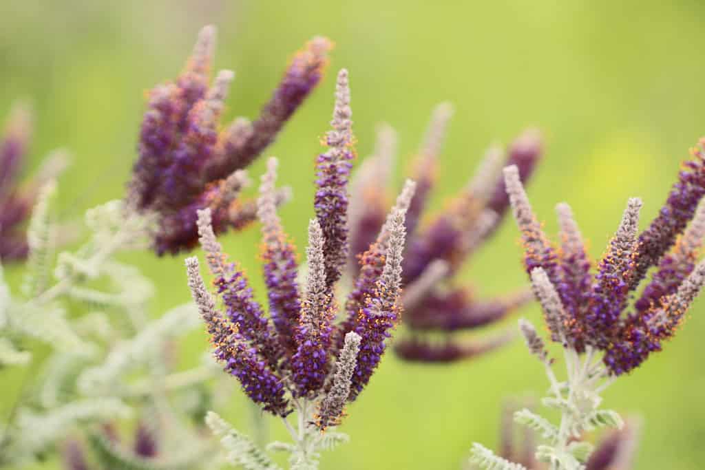 Prairie shoestring, Leadplant