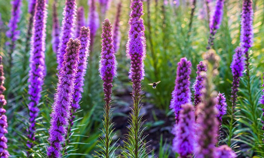 Liatris, Plant, Garden, Perennial, Purple