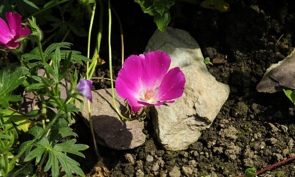 Mallow, Poppy - Plant, Purple, Alternative Medicine, American Bison