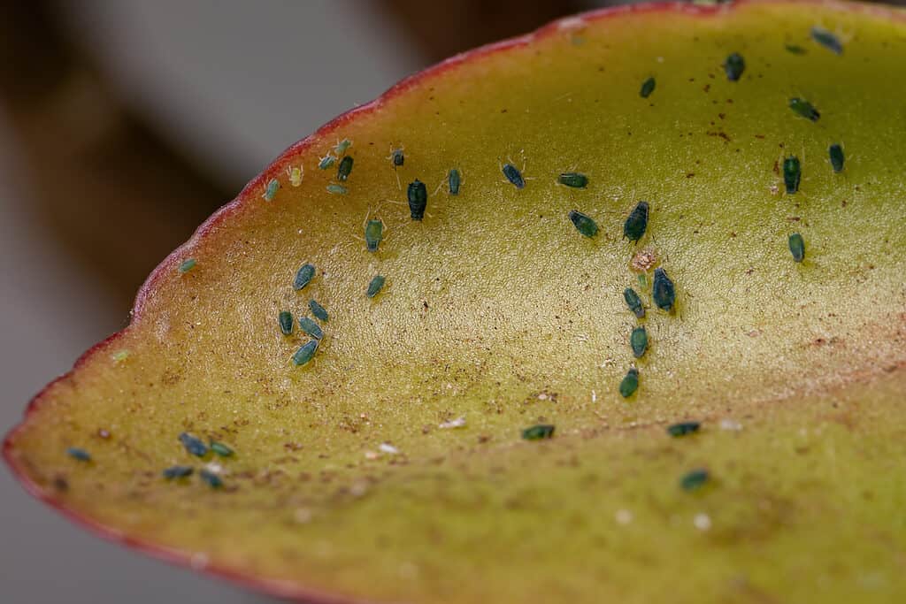 Aphids can infest the leaves of kalanchoe.